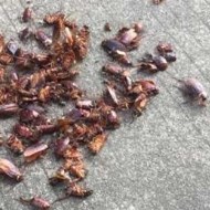 天氣變冷蟑螂都藏到哪去了呢？