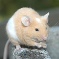 9大滅鼠奇招?。?！