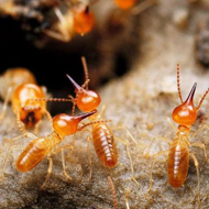 春雨綿綿，馬上又要進入到白蟻紛飛高發(fā)時期
