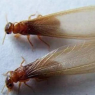 這兩天在珠海飛進家里的就是白蟻，請預防！