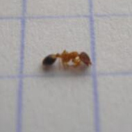 滅蟻施藥后無效，到底怎么辦